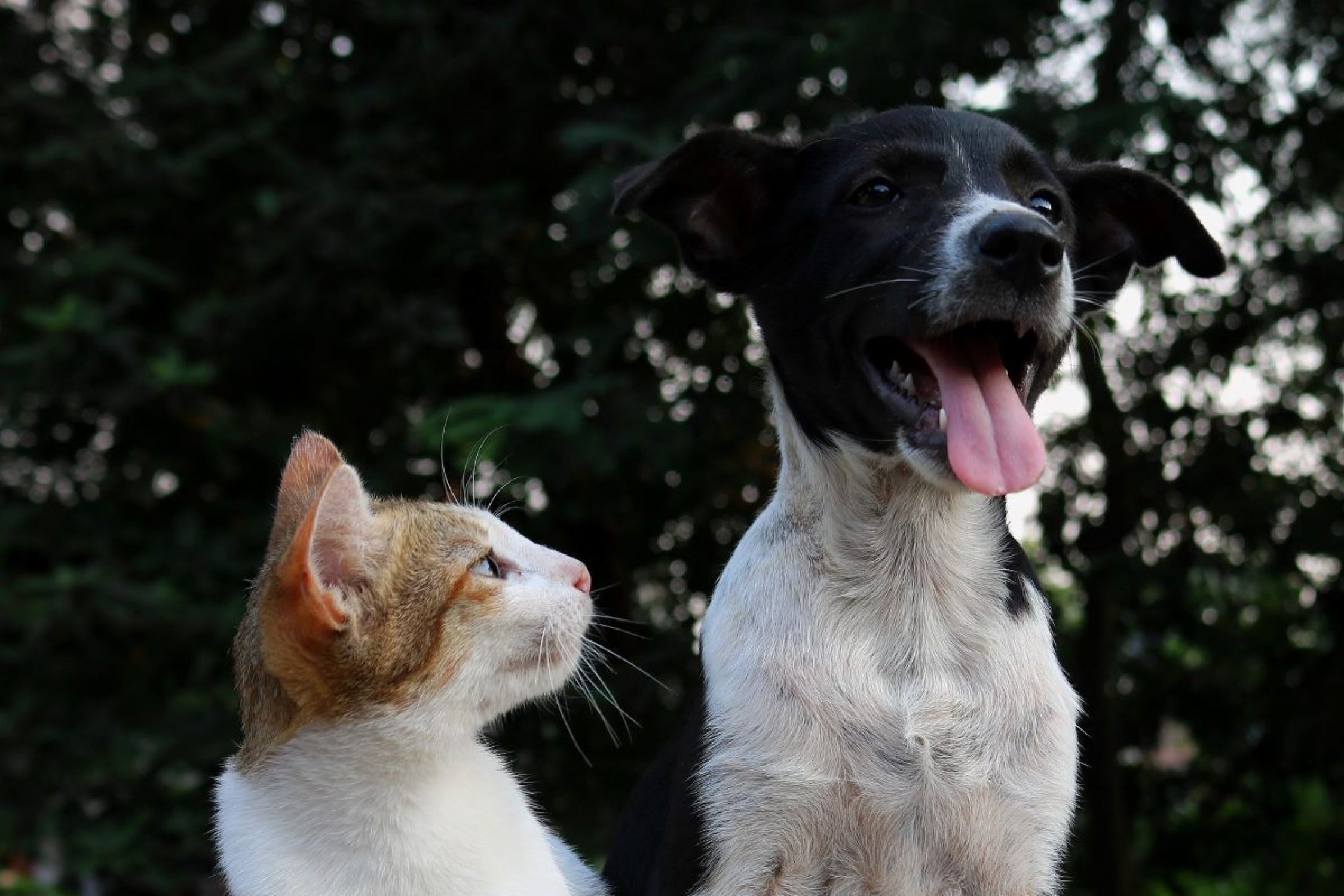 Un gatto guarda un cane che ansima.